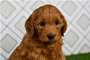 Callum - puppy for sale