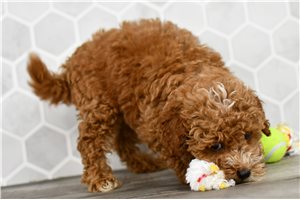 Harrietta - Goldendoodle, Mini for sale