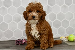 Harrietta - Goldendoodle, Mini for sale