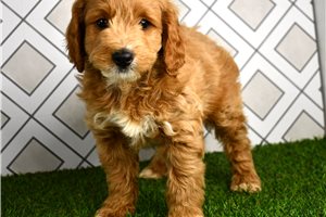 Clyde - Goldendoodle, Mini for sale