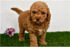 Heaven - Goldendoodle, Mini for sale
