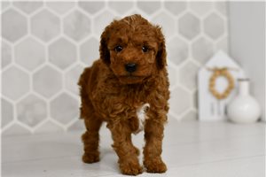 Gracie - Goldendoodle, Mini for sale