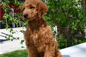 Connery - Goldendoodle, Mini for sale