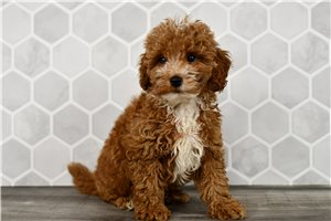 Harrietta - Goldendoodle, Mini for sale