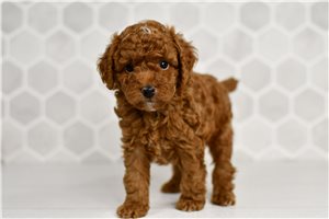Johnny - puppy for sale