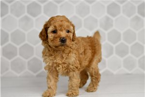 Dixie - puppy for sale