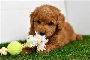 Henry - puppy for sale