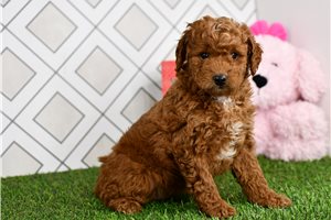 Button - Goldendoodle, Mini for sale