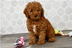 Heather - Goldendoodle, Mini for sale
