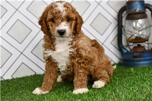 Cruz - Goldendoodle, Mini for sale