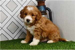Chase - puppy for sale