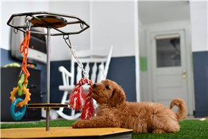 Cindy - puppy for sale