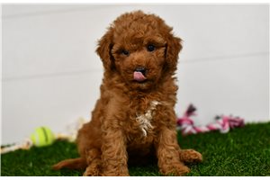Heather - puppy for sale