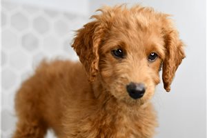 Connery - Goldendoodle, Mini for sale