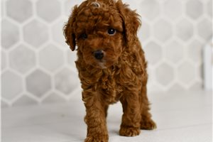 Johnny - Goldendoodle, Mini for sale