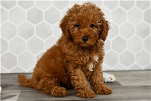 Heather - Goldendoodle, Mini for sale