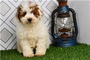 Beauty - Goldendoodle, Mini for sale