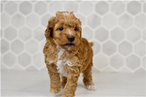 Carrie - Goldendoodle, Mini for sale