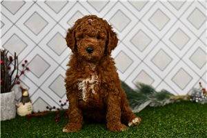 Sherlock - Goldendoodle, Mini for sale