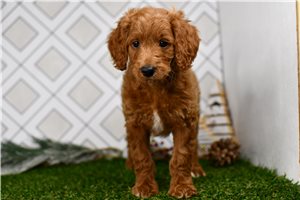 Sierra - Goldendoodle, Mini for sale