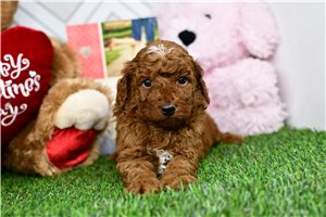 Barney - Goldendoodle, Mini for sale