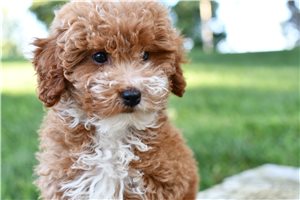 Harrietta - puppy for sale