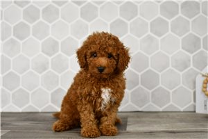 Gracie - Goldendoodle, Mini for sale