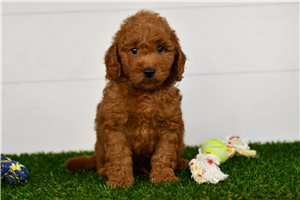Heathrow - puppy for sale