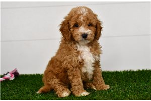 Heidi - puppy for sale