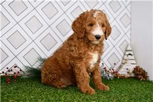 Stetson - puppy for sale