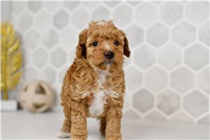 Carrie - Goldendoodle, Mini for sale