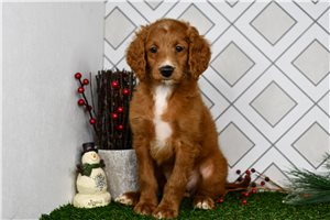 Sarah - Goldendoodle, Mini for sale