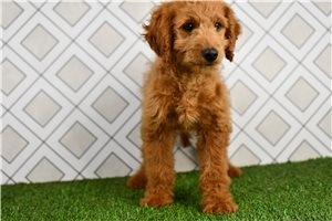 Connery - puppy for sale