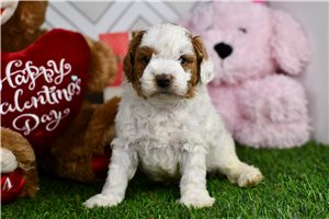 Baron - Goldendoodle, Mini for sale