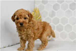 Dixie - Goldendoodle, Mini for sale