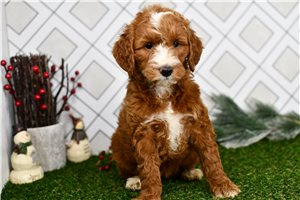 Sutton - Goldendoodle, Mini for sale