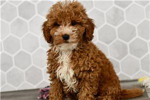Harrietta - Mini Goldendoodle for sale