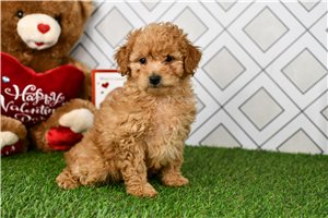 Beanie - Goldendoodle, Mini for sale