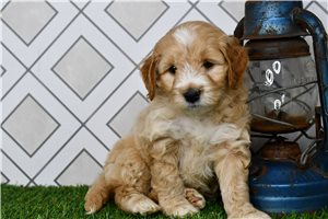 Charity - Mini Goldendoodle for sale