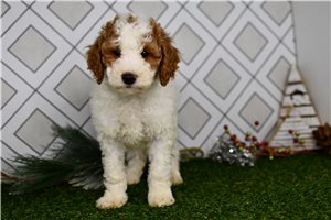 Sadie - Goldendoodle, Mini for sale