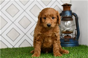 Connery - Mini Goldendoodle for sale