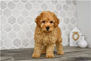 Dixie - Goldendoodle, Mini for sale
