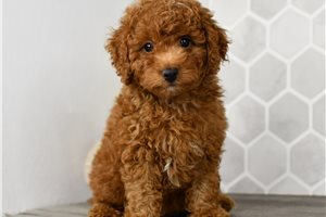 Johnny - Goldendoodle, Mini for sale