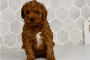 Gracie - puppy for sale