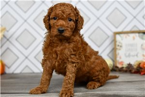 Sophia - puppy for sale