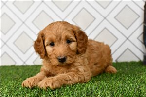 Cindy - puppy for sale