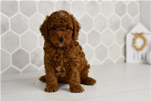 Johnny - Goldendoodle, Mini for sale