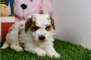 Beatrice - Goldendoodle, Mini for sale