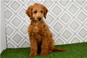Connery - Goldendoodle, Mini for sale