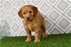 Cindy - Mini Goldendoodle for sale